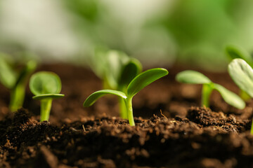 Little green seedlings growing in soil, closeup