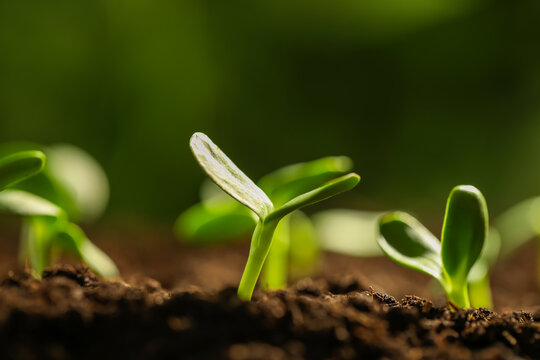 Little green seedlings growing in soil, closeup
