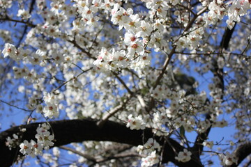 Flowering apricot tree with white flowers against a blue sky on a nice spring day, botanical garden. High quality photo