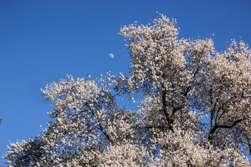 Flowering apricot tree with white flowers against and a half moon in the blue sky on a nice spring day in botanical garden