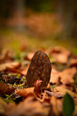 Morel mushroom on the ground