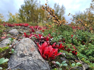 Obraz premium flowers in the park