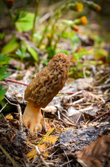 Morel mushroom