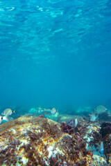 Underwater photo near the coast of flora and fauna on rocky seabed