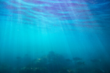 Obraz premium Underwater photo near the coast of flora and fauna on rocky seabed