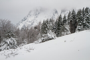 Fototapeta na wymiar Urkiola forest snowed in winter, Biscay, Basque Country