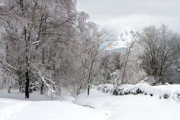 Urkiola forest snowed in winter, Biscay, Basque Country