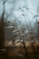 branches of a tree in the fog