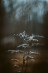 misty morning in the forest