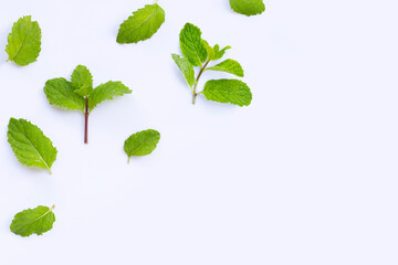 Fresh mint leaves isolated on white background. Copy space