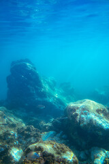 Fototapeta na wymiar Underwater photo near the coast of flora and fauna on rocky seabed