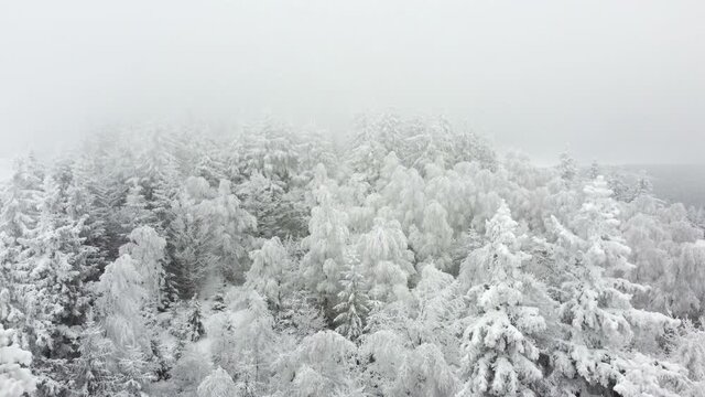 View of the snowy forest. Shot shot with a drone. Aerial view of a snowstorm in the mountains.