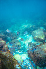 Underwater photo near the coast of flora and fauna on rocky seabed