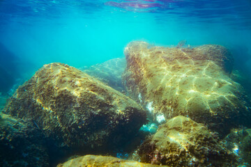 Underwater photo near the coast of flora and fauna on rocky seabed