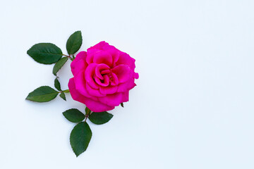 Red rose isolated on white background.