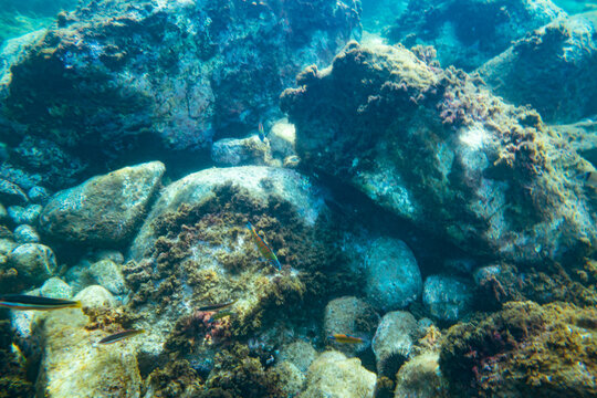 Underwater photo near the coast of flora and fauna on rocky seabed