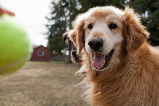 Cute Golden Retriever playing with tannins ball