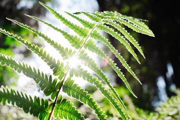 Hawaiian tropical fern backlit with sun flare © Elena