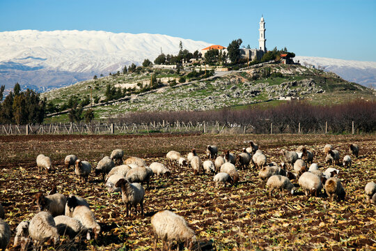 Flock of sheep in rural landscape