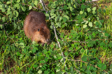 Adult Beaver (Castor canadensis) Sits Next to Branch Munching Summer