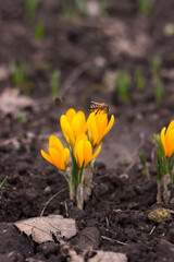 Obraz premium A bee collects nectar from yellow flowering crocuses. One of the first spring flowers. Background