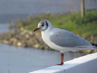 seagull on the beach