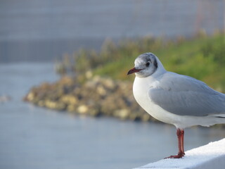 seagull on the beach