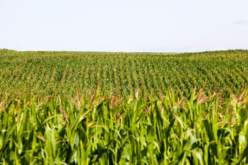 Fototapeta na wymiar long rows of green corn sprouts in spring or summer