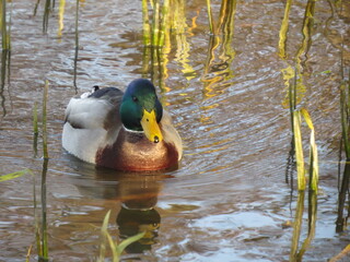 duck in the water