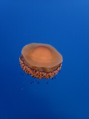 Medusa - Cassiopea mediterranea - Cotylorhiza tuberculata 