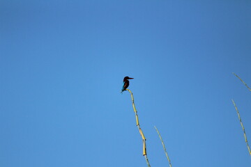 Black Drongo bird with two tails sitting on tree branch on the morning and blue sky on the background