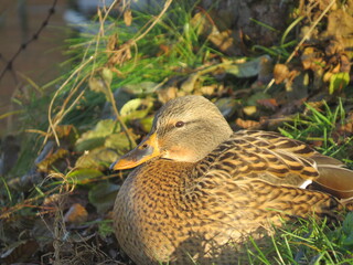 duck on the grass
