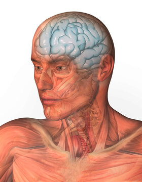 Digitally generated image of human head with inner human organs visible