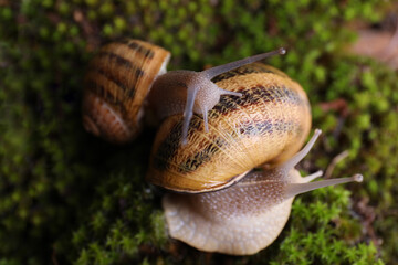 Common garden snails crawling on green moss, closeup