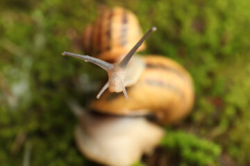 Common garden snails crawling on green moss, closeup