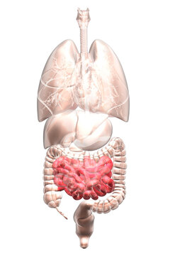 Biomedical illustration showing human internal organs