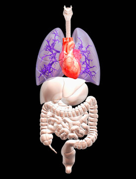 Digitally generated image of inner human organs