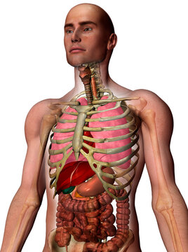 Digitally generated image of inner human organs