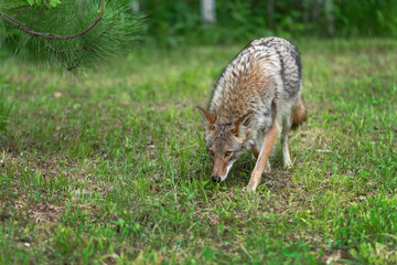 Adult Coyote (Canis latrans) Steps Forward From Forest Edge Nose to Ground Summer