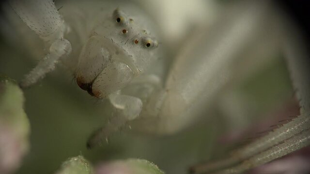 Detail der beweglichen Augen und Kiefer der Veränderlichen Krabbenspinne Misumena vatia, die auf Blüten auf unvorsichtige Insekten wartet