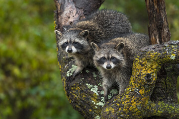 Raccoons (Procyon lotor) Stare Out From Tree Autumn
