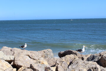 Coastline in California with Seagulls by the beach