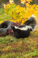 Striped Skunk (Mephitis mephitis) Looks Up in Front of Log and Leaves Autumn