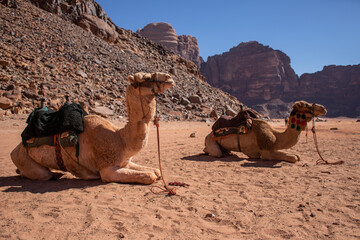 camels in the desert