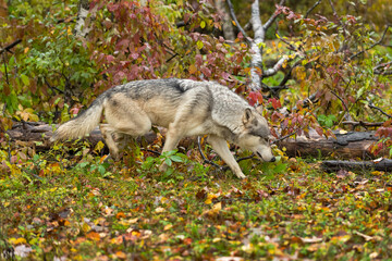 Grey Wolf (Canis lupus) Trots Along Log Head Down Autumn