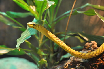 snake on tree