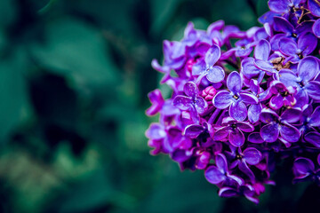 Purple flower in close up shot with blurred green background