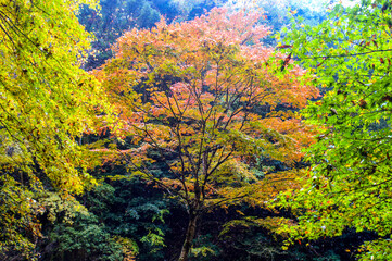 trees changing color during autumn in japan