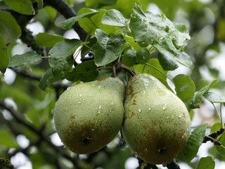 Two Ripe Pears Hanging In A Pear Tree