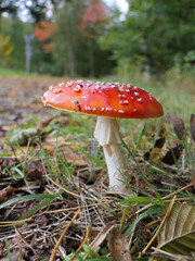 Fly Agaric, Amanita Muscaria
